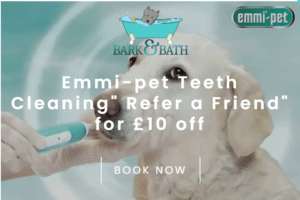 Teeth cleaning Refer a friend offer
